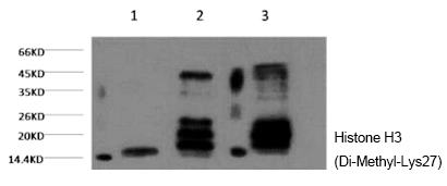 Mouse Monoclonal Antibody to Histone H3 (Di-Methyl-Lys27)