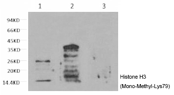 Mouse Monoclonal Antibody to Histone H3 (Mono-Methyl-Lys79)
