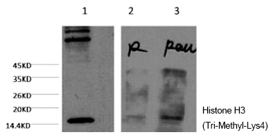 Mouse Monoclonal Antibody to Histone H3 (Tri-Methyl-Lys4)