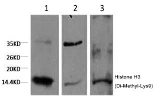 Mouse Monoclonal Antibody to Histone H3 (Di-Methyl-Lys9)