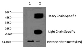 Mouse Monoclonal Antibody to Histone H3 (Tri-Methyl-Lys9)