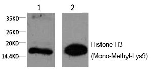 Mouse Monoclonal Antibody to Histone H3 (Mono-Methyl-Lys9)