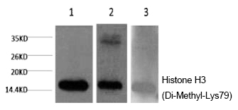 Mouse Monoclonal Antibody to Histone H3 (Di-Methyl-Lys79)