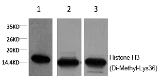 Mouse Monoclonal Antibody to Histone H3 (Di-Methyl-Lys36)