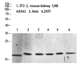 Rabbit Polyclonal Antibody to Tri-Methyl-Histone H3 (K10)