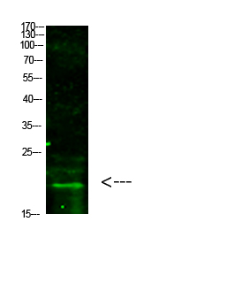 Rabbit Polyclonal Antibody to Histone H3 (Tri-Methyl-K5)