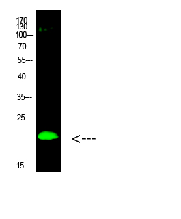 Rabbit Polyclonal Antibody to Histone H3 (Di-Methyl-K80)