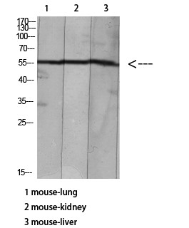 Rabbit Polyclonal Antibody to HNF-4α/γ (Acetyl Lys127/79)