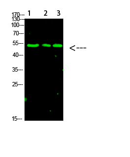 Rabbit Polyclonal Antibody to p53 (Acetyl-K120)
