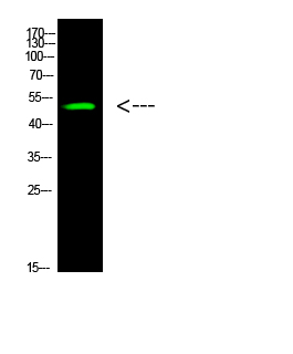 Rabbit Polyclonal Antibody to p53 (Acetyl-K305)