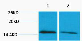 Rabbit Polyclonal Antibody to Histone H4 (Mono Methyl Lys79)