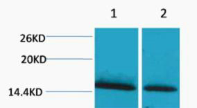 Rabbit Polyclonal Antibody to Histone H1 (Mono Methyl Lys25)