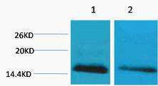 Rabbit Polyclonal Antibody to Histone H2B (Mono Methyl Lys5)