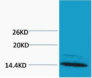 Rabbit Polyclonal Antibody to Histone H4 (Mono Methyl Arg3)