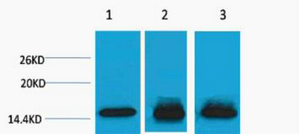 Rabbit Polyclonal Antibody to Histone H3 (Mono Methyl Lys4)