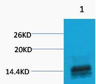 Rabbit Polyclonal Antibody to Histone H3 (Mono Methyl Arg2)