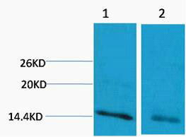 Rabbit Polyclonal Antibody to Histone H3 (Mono Methyl Arg17)