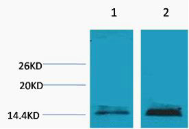 Rabbit Polyclonal Antibody to Histone H3 (Mono Methyl Lys18)