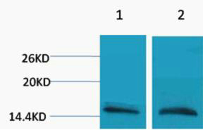 Rabbit Polyclonal Antibody to Histone H3 (Mono Methyl Arg26)