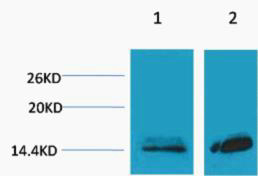 Rabbit Polyclonal Antibody to Histone H3 (Mono Methyl Lys27)
