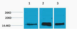 Rabbit Polyclonal Antibody to Histone H3 (Mono Methyl Lys36)