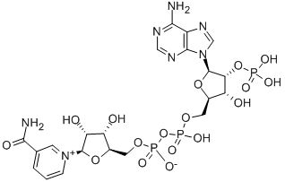 烟酰胺腺嘌呤双核苷酸磷酸盐 53-59-8